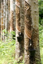 Plantation d'hévéas