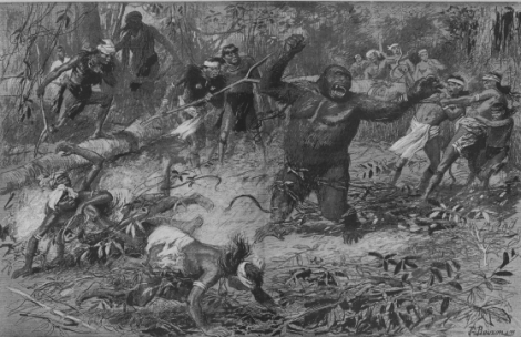 C 5 Capture d'un orang outan