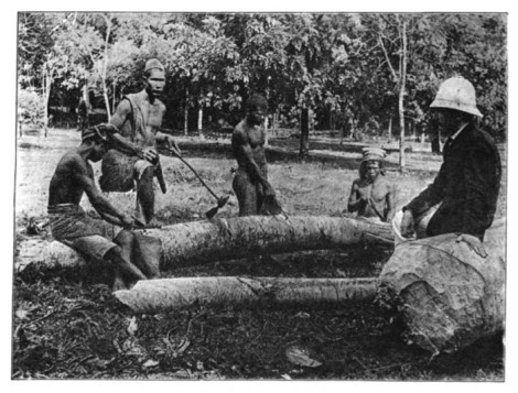 C 7 Extracting gutta-percha